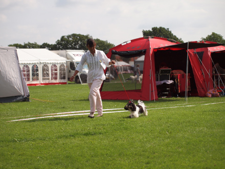 Shih Tzu Danmark